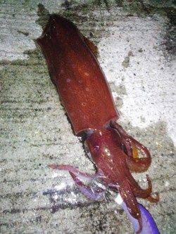 アジュール舞子　21時過ぎからのエギング釣果☆