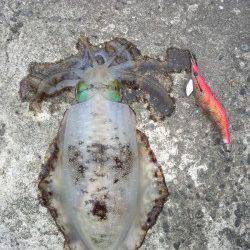 雑賀崎　朝マズメ狙いのエギングでアオリイカ☆