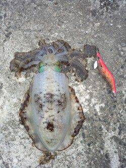 雑賀崎　朝マズメ狙いのエギングでアオリイカ☆