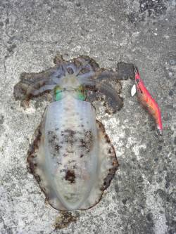 雑賀崎　朝マズメ狙いのエギングでアオリイカ…