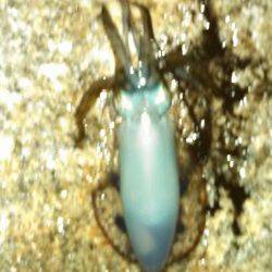 江井ヶ島エギング　2時間で3バイ～次回サイズUPに期待☆