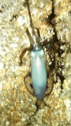 江井ヶ島エギング　2時間で3バイ～次回サイズUPに期待☆