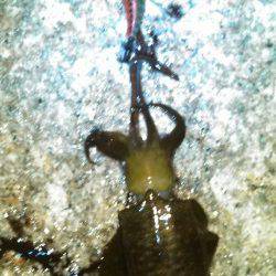 江井ヶ島エギング　2時間で3バイ～次回サイズUPに期待☆