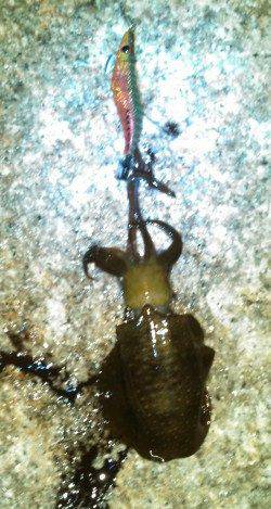 江井ヶ島エギング　2時間で3バイ～次回サイズUPに期待☆