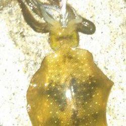 林崎で夜明けに胴長20センチの良型がヒット