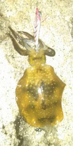 林崎で夜明けに胴長20センチの良型がヒット…