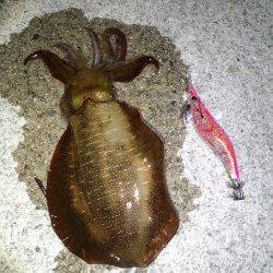 雑賀崎　仕事帰りのエギング釣行でアオリイカ☆