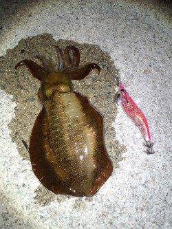 雑賀崎　仕事帰りのエギング釣行でアオリイカ☆