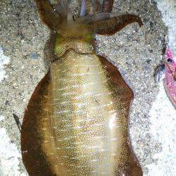 雑賀崎　仕事帰りのエギング釣行でアオリイカ☆