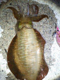 雑賀崎　仕事帰りのエギング釣行でアオリイカ☆