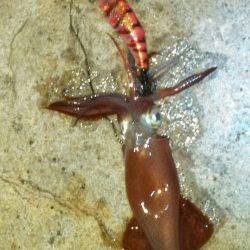 林崎で夜明けに胴長20センチの良型がヒット