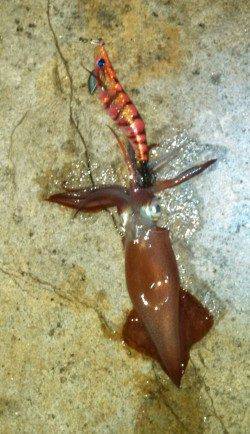 林崎で夜明けに胴長20センチの良型がヒット