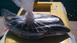 江井ヶ島、エギング＆サヨリ釣りの釣果