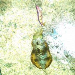 江井ヶ島、エギング＆サヨリ釣りの釣果