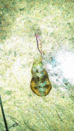 江井ヶ島、エギング＆サヨリ釣りの釣果