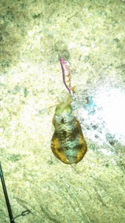 江井ヶ島、エギング＆サヨリ釣りの釣果