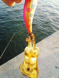 新浜漁港、エギングでトンカツサイズがヒット