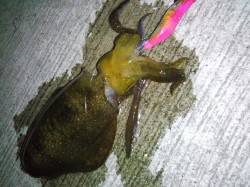 新浜漁港、エギングでトンカツサイズがヒット…