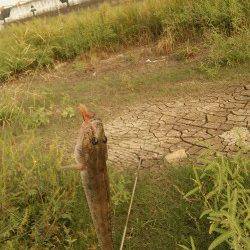 淀川のハゼ釣り　少し遅合わせで殆ど空振りなし