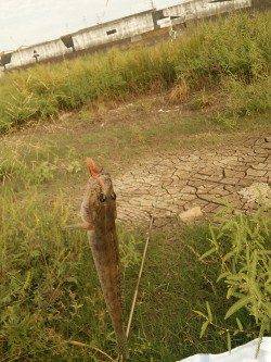 淀川のハゼ釣り　少し遅合わせで殆ど空振りなし