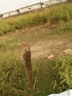 淀川のハゼ釣り　少し遅合わせで殆ど空振りな…