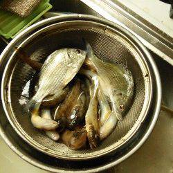 淀川のハゼ釣り　少し遅合わせで殆ど空振りなし