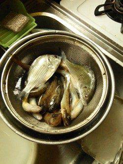 淀川のハゼ釣り　少し遅合わせで殆ど空振りなし