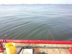 サビキと遠投サヨリでアジ・イワシ・サヨリの釣果