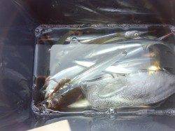 サビキと遠投サヨリでアジ・イワシ・サヨリの釣果