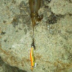 東二見で２時間だけエギング釣行