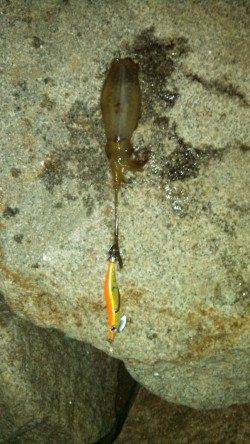 東二見で２時間だけエギング釣行