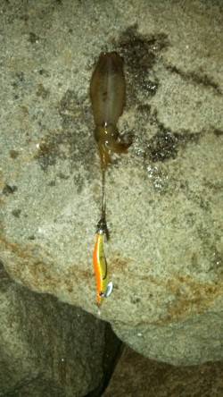 東二見で２時間だけエギング釣行