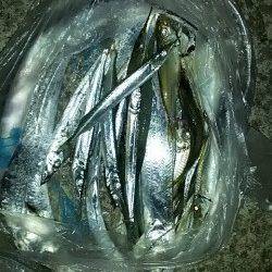 南芦屋浜、ワインドで太刀魚・ウキ釣りでサヨリの釣果