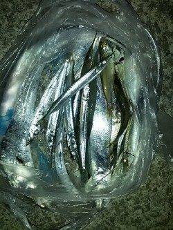 南芦屋浜、ワインドで太刀魚・ウキ釣りでサヨリの釣果