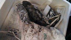 東二見で２時間だけエギング釣行