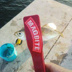 明石港のサビキ、時合には毎投連で掛かりました♪