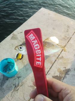 明石港のサビキ、時合には毎投連で掛かりまし…