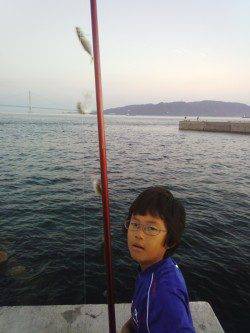 明石港のサビキ、時合には毎投連で掛かりました♪