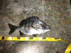 舞洲　ゴミの多い状況でのチニングでチヌ・ガシラ・キビレ