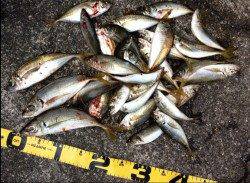 爆風の中でもアジング大当たり～！　