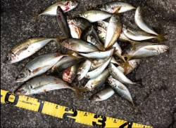 爆風の中でもアジング大当たり～！　