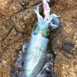 紀伊大島朝の5:30～8:30までのエギング釣果