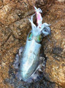 紀伊大島朝の5:30～8:30までのエギング釣果