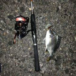 舞洲でチニング、ガシラとキビレの釣果