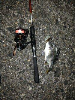 舞洲でチニング、ガシラとキビレの釣果