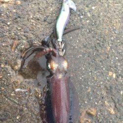 明石港、今年のイカはイイ感じでした