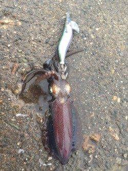 明石港、今年のイカはイイ感じでした