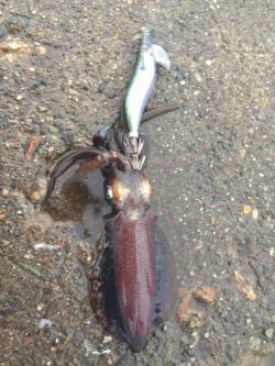 明石港、今年のイカはイイ感じでした