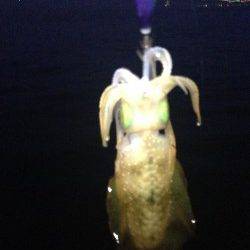 明石港、今年のイカはイイ感じでした