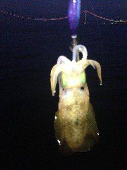 明石港、今年のイカはイイ感じでした